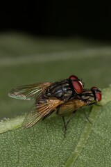 Vertical shot of two houseflies mating on a green leaf surface in a blurred background