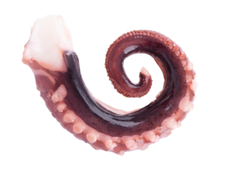 Squid tentacles isolated on white background. Fresh raw gigant squid. Top view.