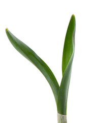 Snowdrop leaves isolated on white background. Beautiful spring flowers.