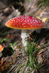 Big red fly agaric grows in autumn wood. Picturesque place in wood heart