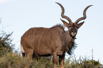 Naklejka na ściany i meble Kudu im Karoo Nationalpark in Südafrika