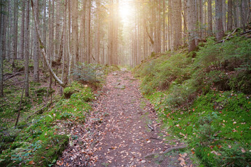 Very beautiful forest. Picturesque place in wood. Beautiful autumn forest