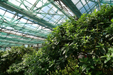 Healthy green trees grows in greenhouse, ecological balance of planet