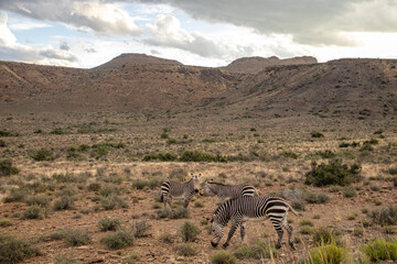 Obraz na płótnie Canvas Zebra im Karoo Nationalpark in Südafrika