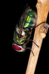 Vertical shot of a common green bottle fly resting on a lemon tree branch in a dark background