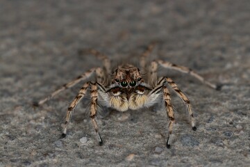 Closeup shot of a small hairy jumping spider with long legs on the ground