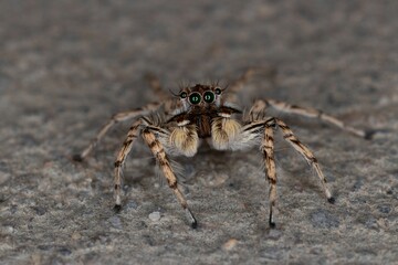 Closeup shot of a small hairy jumping spider with long legs on the ground