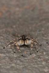 Vertical shot of a small hairy jumping spider with long legs on the ground