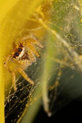 Vertical shot of a small evarcha jumping spider in its web on a sunflower