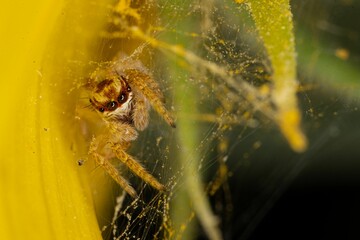 Closeup shot of a small evarcha jumping spider in its web on a sunflower