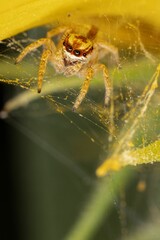 Vertical shot of a small evarcha jumping spider in its web on a sunflower
