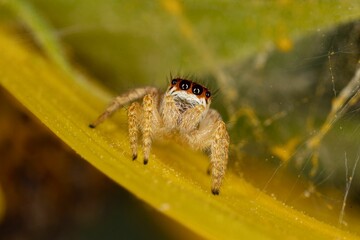 Closeup shot of a small evarcha jumping spider in its web on a sunflower