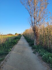 Path in the countryside in a sunny day. Calm vibes