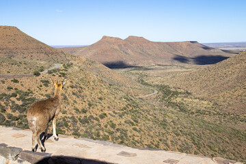 Klipspringer Pass im Karoo Nationalpark in Südafrika