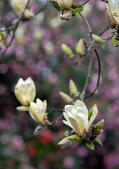 Close up of the stunning yellow flowers of the rare Yellow Fever magnolia tree, photographed in the Wisley garden, Surrey UK.