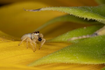 Closeup shot of a small evarcha jumping spider perched on a yellow flower