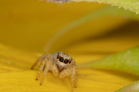 Closeup shot of a small evarcha jumping spider perched on a yellow flower