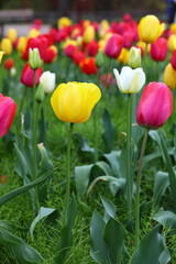 Colorful tulip flowers bloom in the spring garden