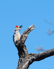 Red-bellied Woodpecker 