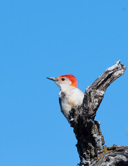 Red-bellied Woodpecker 