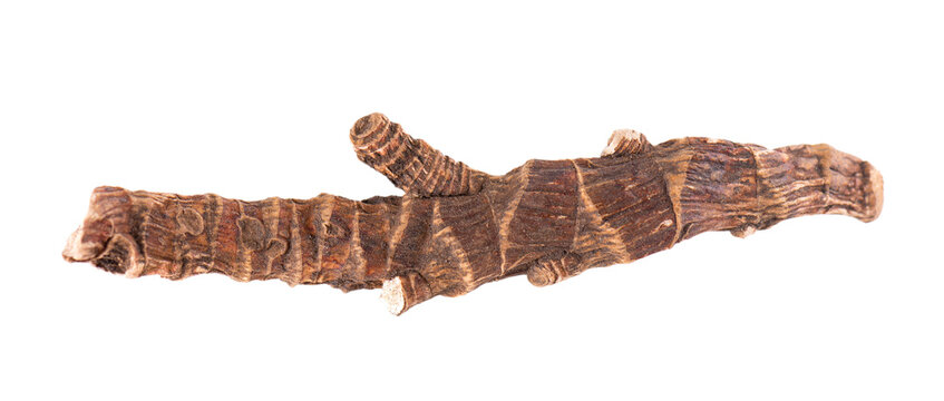 Calamus root isolated on white background. Sweet flag, sway or muskrat root, vasambu. Dry root of Acorus calamus. Top view.