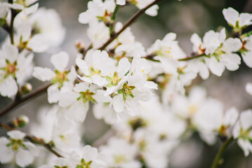 A close up of a flower with the word cherry on it