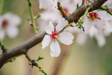 A close up of a flower with the word cherry on it