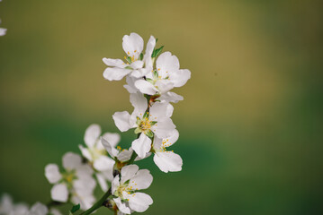 A close up of a flower with the word cherry on it