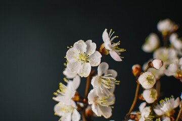 A close up of a cherry blossom tree with drops