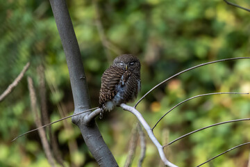 Asian barred owlet or Glaucidium cuculoides observed in Rongtong in West Bengal