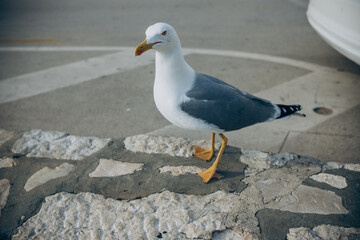 seagull in the city 