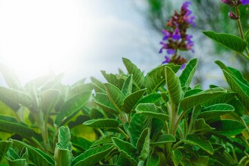 Closeup of sage plants in a garden