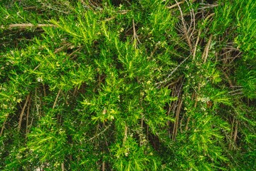Closeup of rosemary plant in a garden