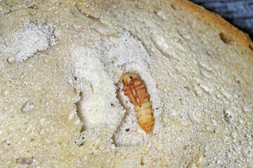 Darkling beetle Tenebrio molitor pupa in an old, dry piece of bread.