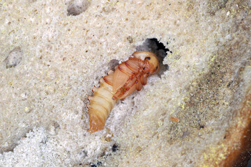 Darkling beetle Tenebrio molitor pupa in an old, dry piece of bread.