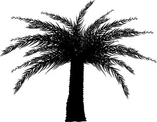 Isolated palm tree with detailed leafs