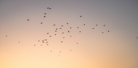 Obraz premium Birds flying in the orange and purple shaded sunset sky