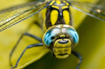 Extreme macro shot dragonfly eye in the wild on a green leafs. - obrazy, fototapety, plakaty