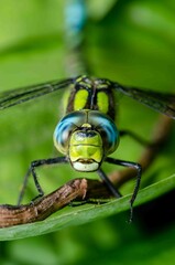 Dragonfly wings detail on a green leafs.