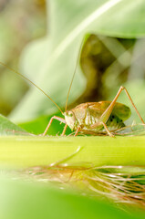 Green Locust on corn. Pests.