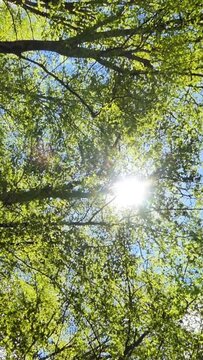 Vertical undershot of a forest with shining sun and sky in the background