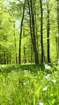 Vertical shot of a green forest with trees and field flowers around