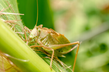 A large green locust eats a corn plant.