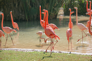 flamingos in the water