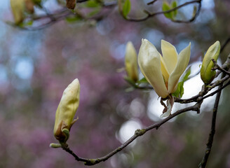 Close up of beautiful yellow flowers of the rare Yellow Lantern magnolia tree, photographed in the Wisley garden, Surrey UK.