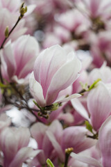 Blooming light pink magnolia with beautiful bokeh. Spring season.