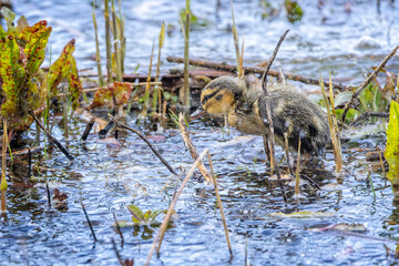 Newly hatched baby Mallard duck in choppy water at lake edge in pouring rain