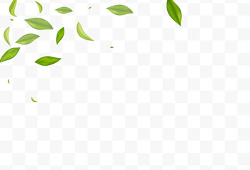 Swamp Leaf Organic Vector Transparent Background
