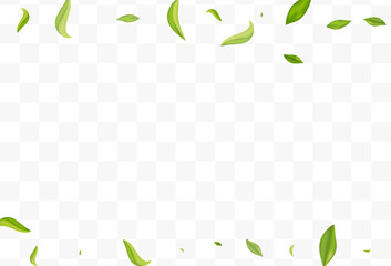 Grassy Foliage Abstract Vector Transparent