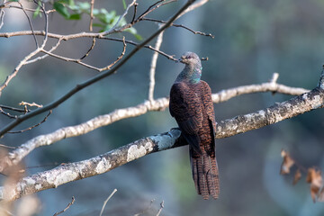 Barred cuckoo-dove or Macropygia unchall seen in Rongtong in West Bengal, India
